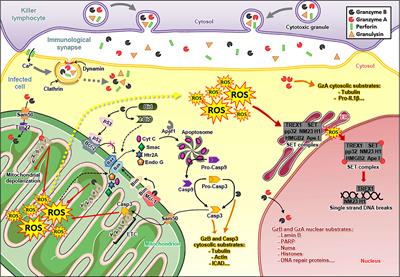 Oxidative and Non-Oxidative Antimicrobial Activities of the Granzymes